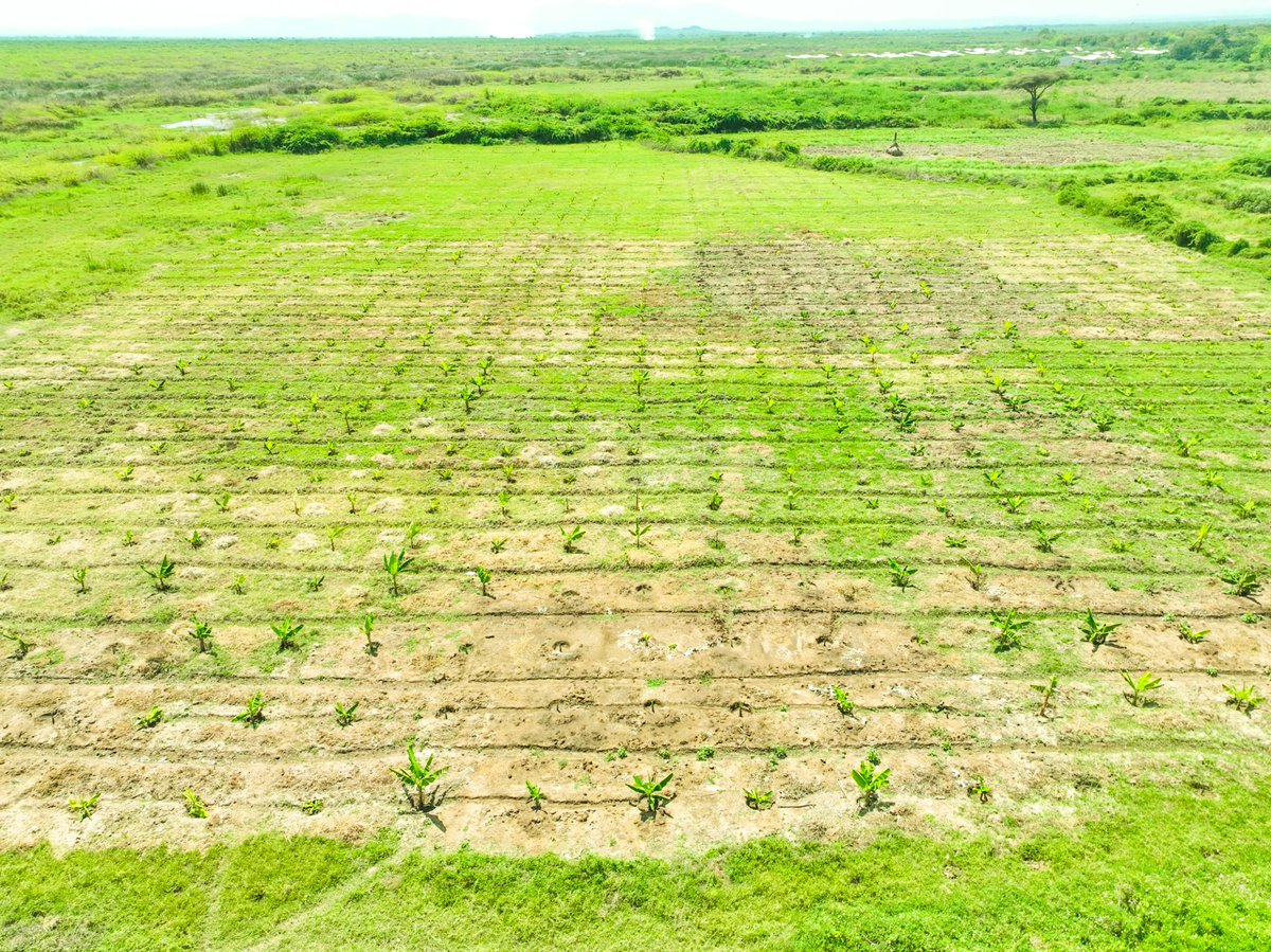 Awel Arba tweet media