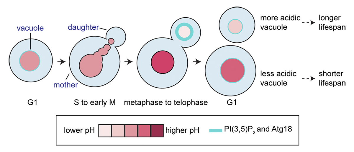 Journal of Cell Biology tweet media