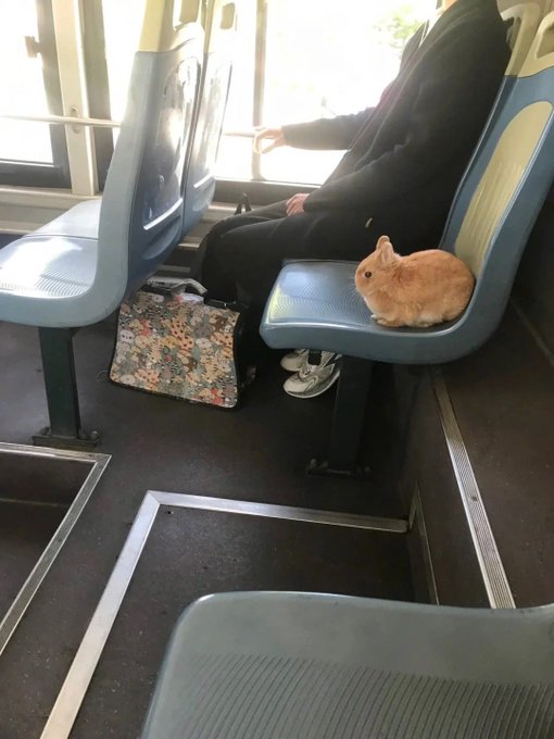 Lo ultimo que me faltaba coincidir en el bondi con este conejito tierno que viaja sentado