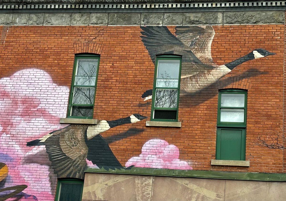 MichelineWilkie's tweet photo. Même les bernaches préfèrent rester ici cet hiver plutôt que d’aller aux 🇺🇸! 😉 @Monmontreal @MCV_Montreal @TourismeQuebec #ShaughnessyVillage #Bernaches #MuralesMontreal https://t.co/zwZbX2avlE