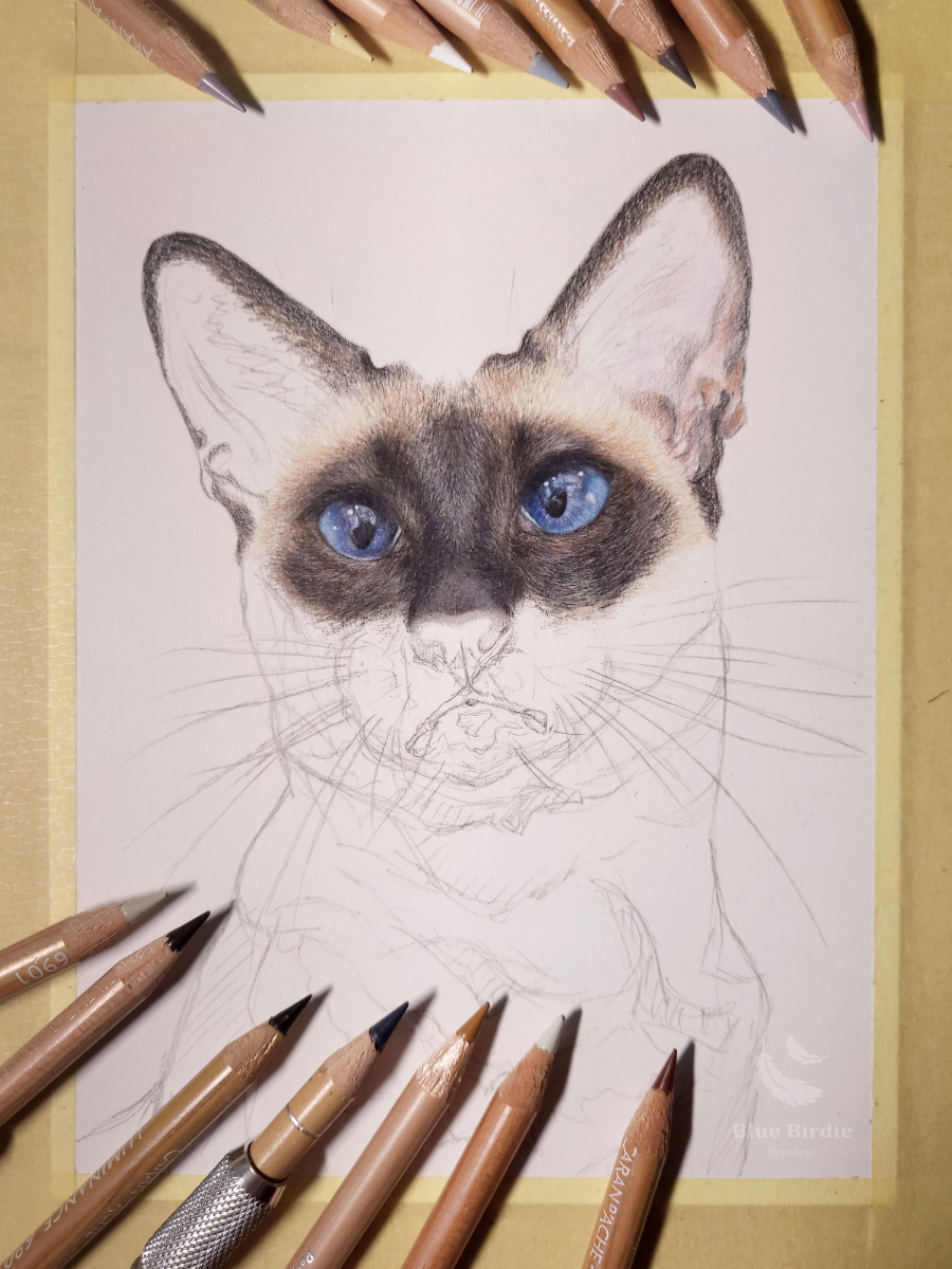 Blue Birdie Drawings tweet media