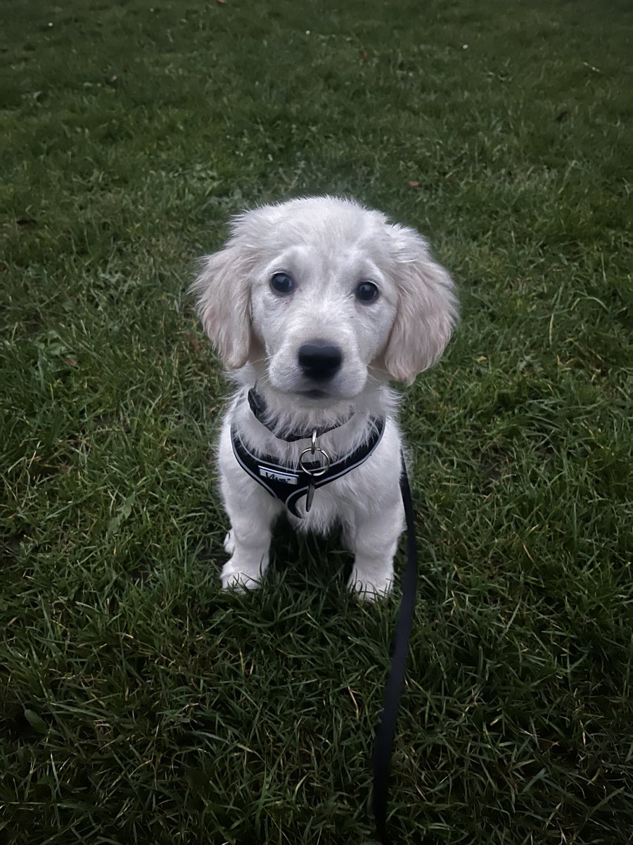 aejefferies's tweet image. 🐾