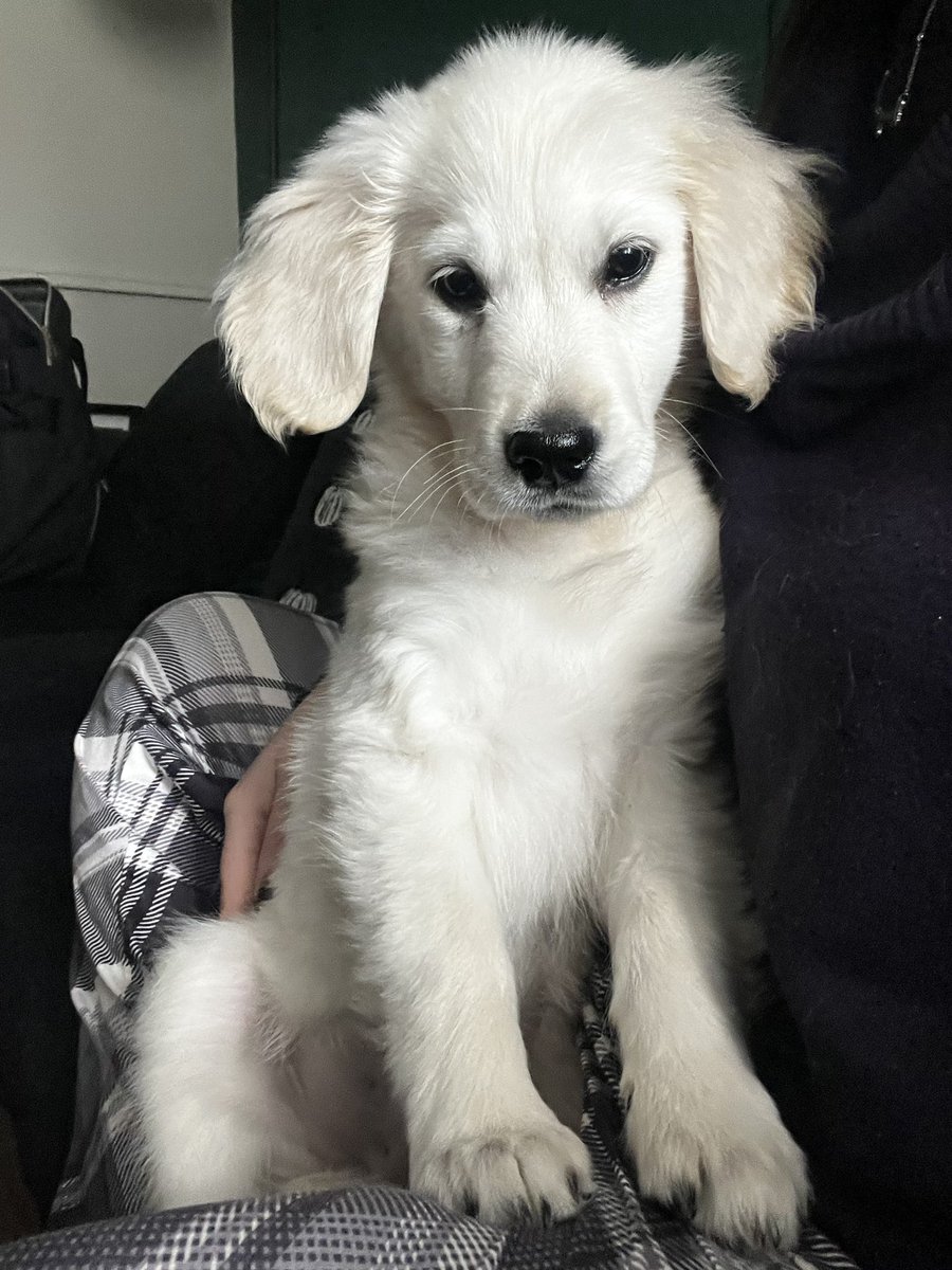 aejefferies's tweet image. 🐾