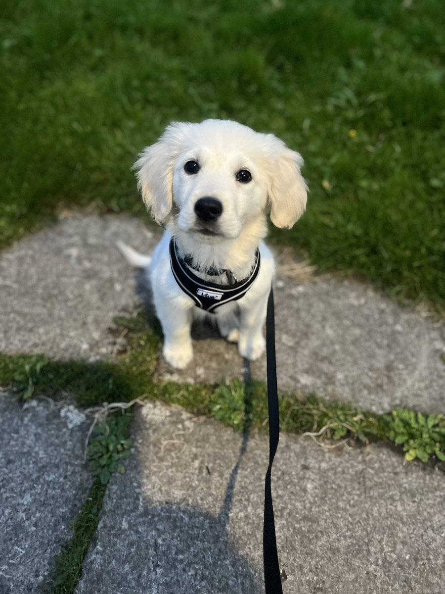 aejefferies's tweet image. 🐾