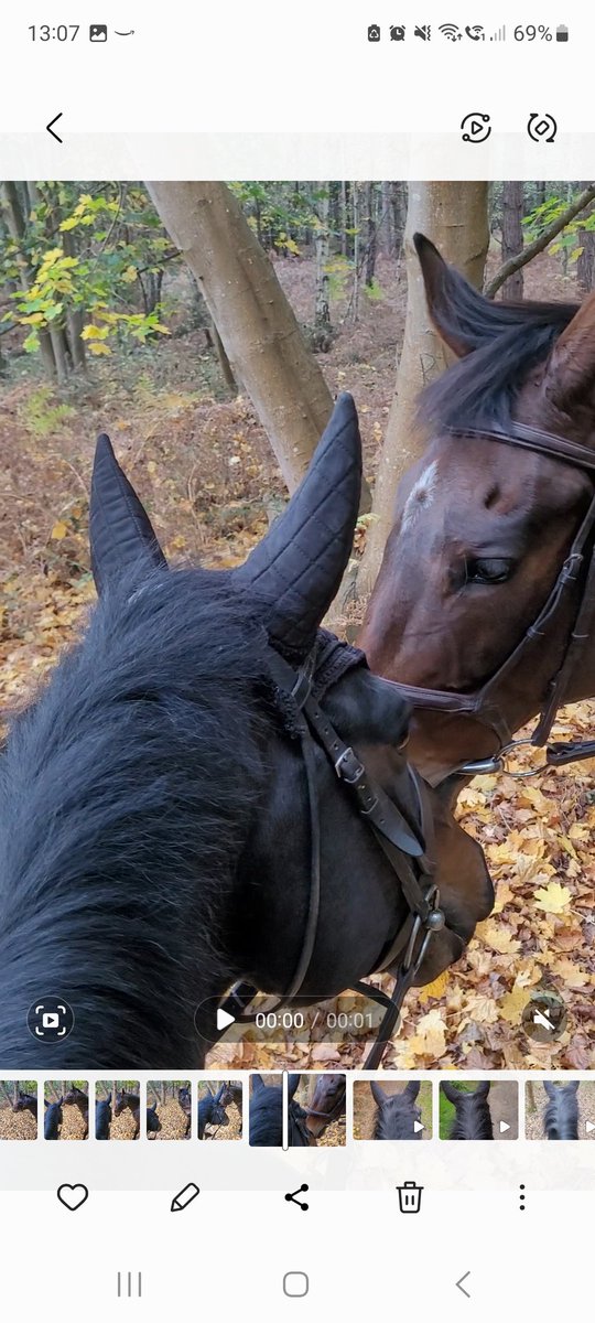 douey5's tweet photo. Lovely morning exploring Dunwich woods #retiredracehorses#fusilraffles#okcorral https://t.co/pcAZ5FzJjR