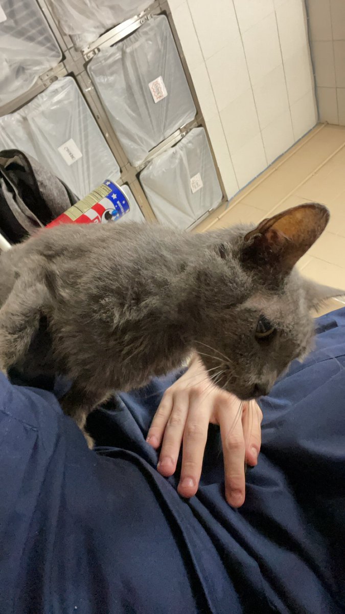 committing's tweet image. geek ass clinic cat