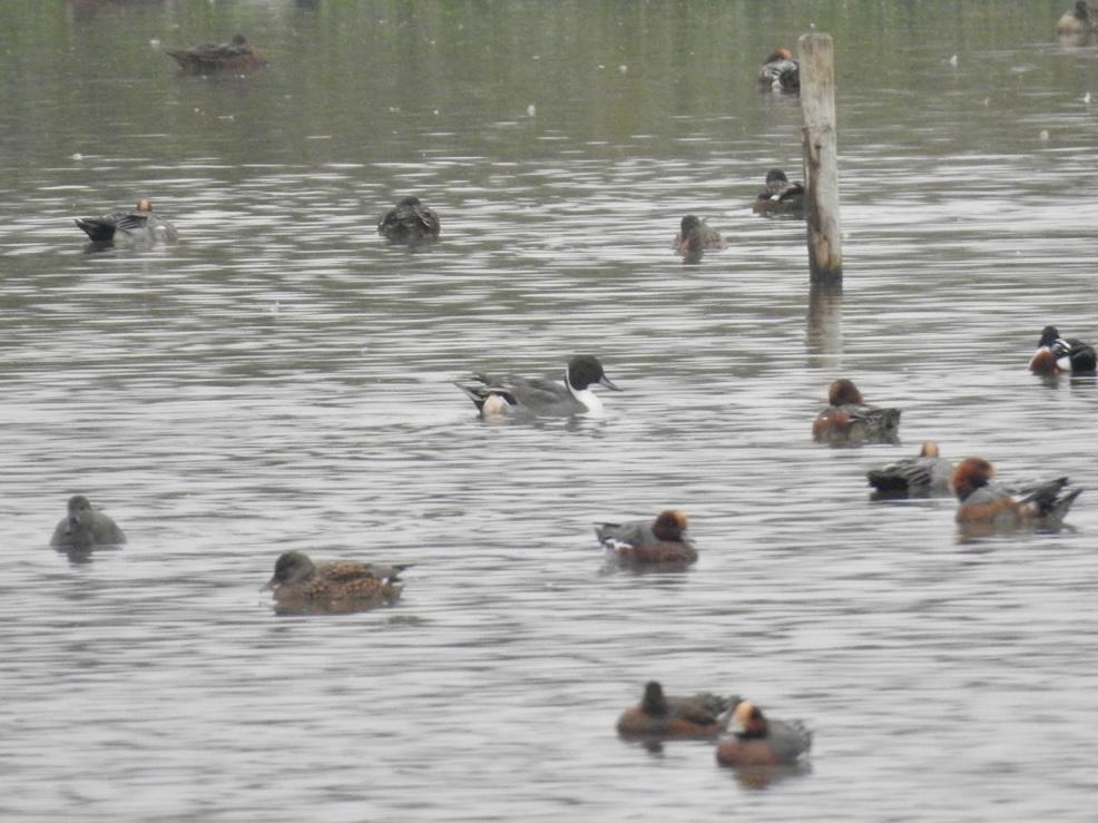 RichardThomlin2's tweet photo. Pair of pintail, wigeon,  teal, gadwall, shoveler, peregrine, 4 marsh harriers, buzzard and tawny owl heard at Wheldrake.
Dunlin, golden plover,  lapwings, redwing, fieldfares &amp; lots of c. snipe Bank island @LDV_NNR @YorksWildlife @YorkBirding @vikingoptical @Matthew72971990 https://t.co/GpDzJqEp85