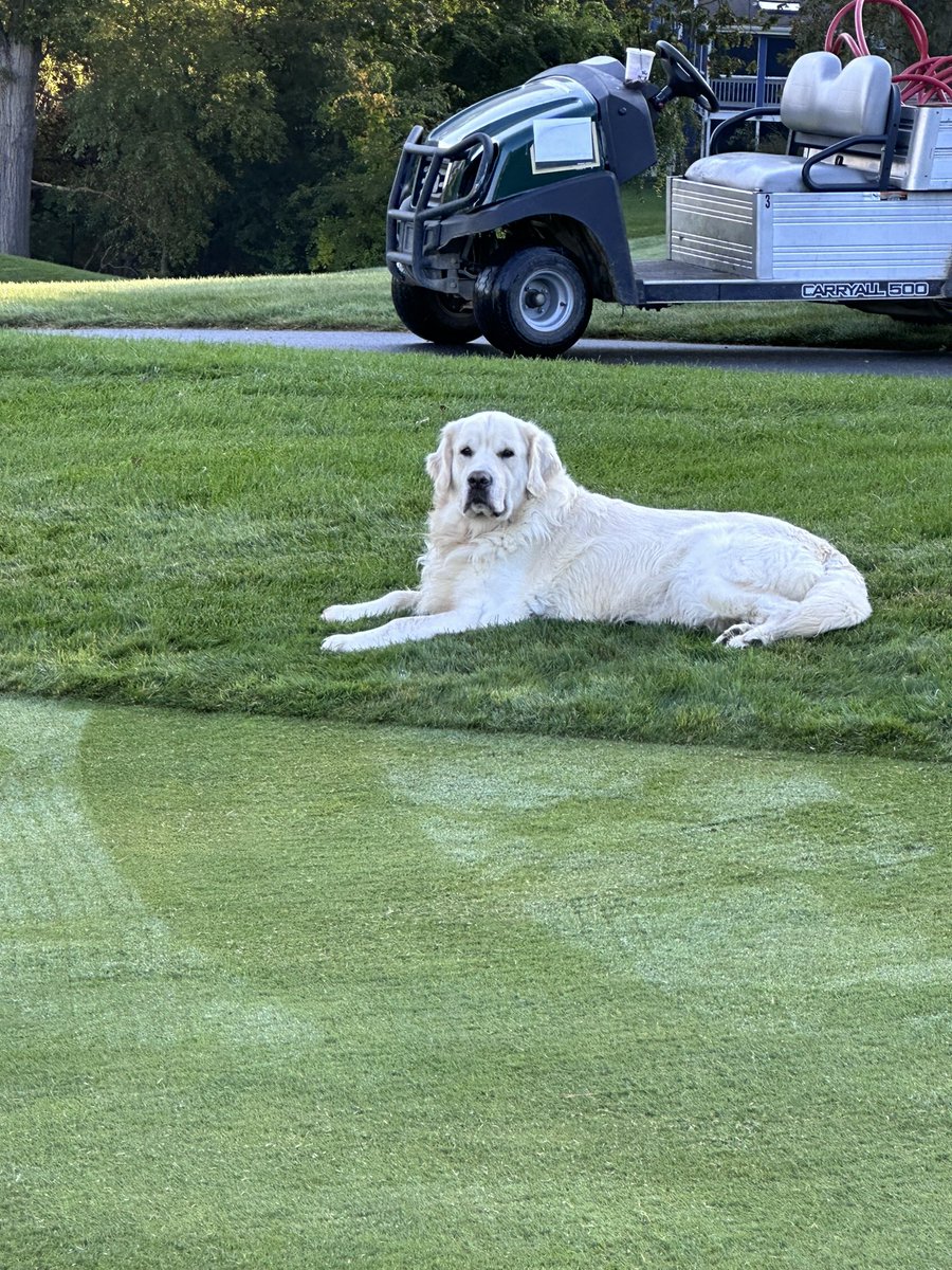 Colonial Turf tweet media