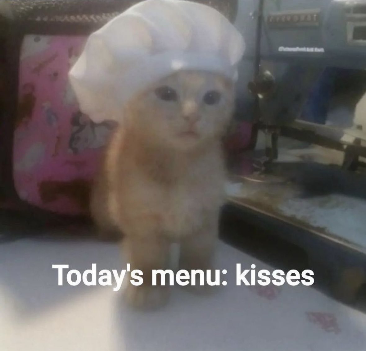 PunchingCat's tweet photo. chef special https://t.co/dzmgwEm6Tx