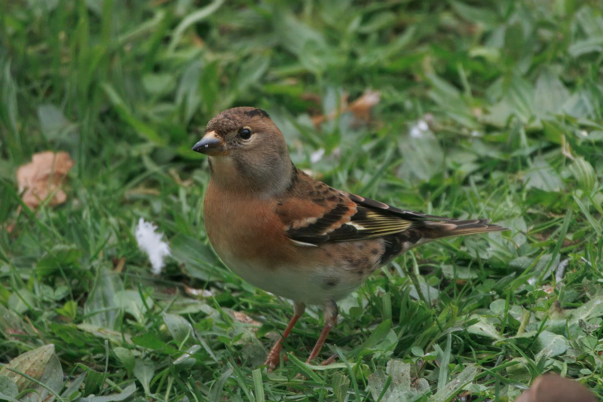 A cracking day out with 63 species seen including Red-breasted Flycatcher, a Brambling in the garden, 3 Cory's Shearwaters, a Ring Ousel, Great White Egret, Little Bunting, Whimbrel, three Yellow-brows and an eastern type Lesser Whitethroat etc.