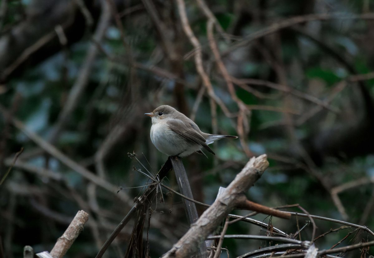 IWTScilly's tweet photo. A cracking day out with 63 species seen including Red-breasted Flycatcher, a Brambling in the garden, 3 Cory's Shearwaters, a Ring Ousel, Great White Egret, Little Bunting, Whimbrel, three Yellow-brows and an eastern type Lesser Whitethroat etc. https://t.co/6IXM7nLAPy