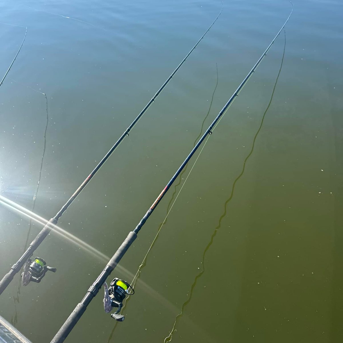 CrappieNow's tweet photo. Spider rigging is an excellent technique for locating schooling crappie during the fall and winter transitions! The B'n'M Fishing PST rods are perfect for this method, as showcased by Brad Chappell Guide Service, at https://t.co/CA3PTsRsNd
#BNMFishing #SpiderRig #Crappie #Fishing https://t.co/NccxfkBM3v