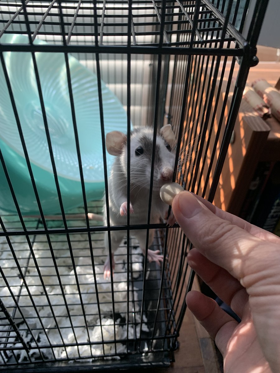 Lauri Corkum's MG-The Titanic Caper is out on sub! tweet media