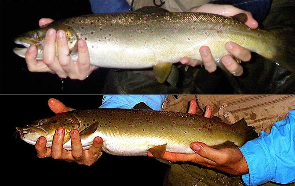 willyf's tweet photo. @TomDrach @Yutowlmr @VraiconAlpin Here’s one example. Same time of year, but a year apart. The fish grew two inches or so. Spots are a bit darker and more pronounced. But the lighting conditions don’t really let you compare the colors well. Look at the difference in my hands! https://t.co/iqT6KU6rZt