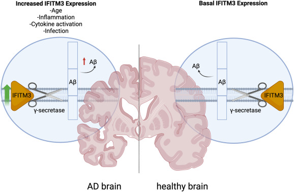 Yueming Li Lab tweet media