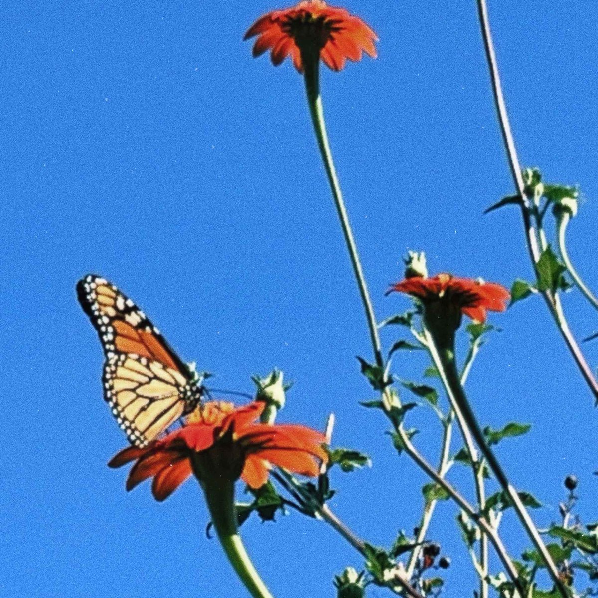 my latest track "revere" with taiga is out today! it’s the next single from my upcoming ep bloom, dropping october 29. check it out now at eeveemusic.com and let me know what you think – i’m so excited for you all to hear the full ep! 🌺

photo by the melodious garden.