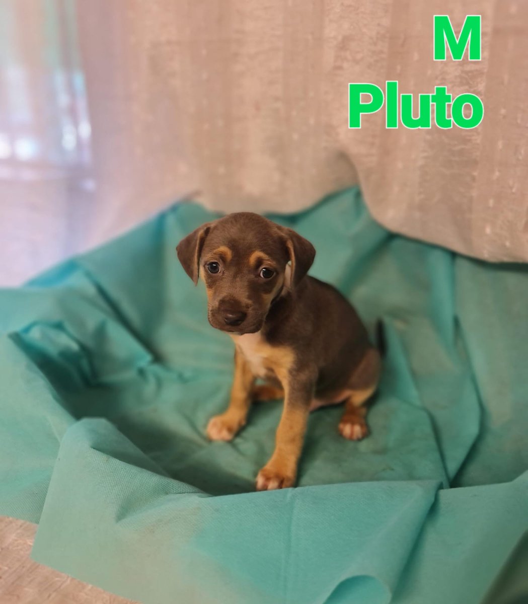 Rescatados de un campo, llenos de barro de las lluvias de Huelva, a punto de morir 😢 💔
Las mamás no han sido encontradas 😭
No serán muy grandes
Pueblo de Huelva
657315050
🙏 🔊 🔊 🔊 🔊 🔊