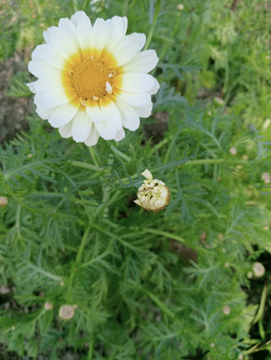 In search of Rose and Tulip, I always get these...