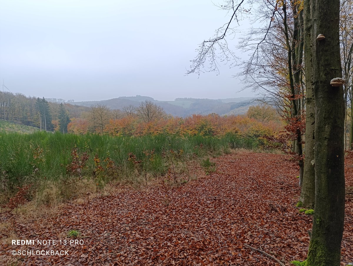 schlockback's tweet image. Schlechte Nachrichten gab es die letzten Tage mehr als genug. Umso mehr freue ich mich &quot;meinen&quot; Wald und &quot;mein&quot; Sauerland zu haben. Da hab ich Ruhe und der Rest der Welt kann mich mal 😊 Sorgt für euch. Tut euch gutes. Ihr seid es wert. #selbstfürsorge