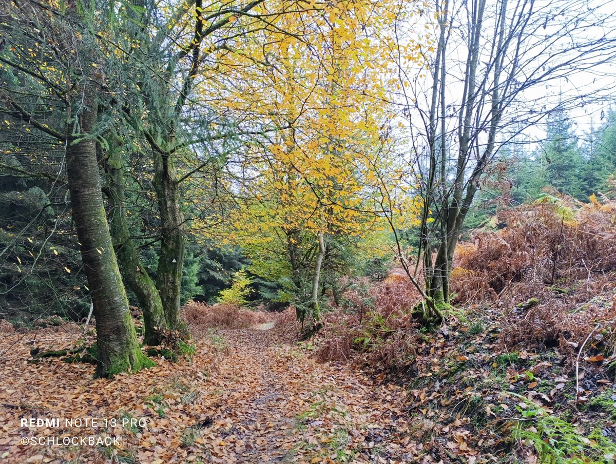 schlockback's tweet image. Schlechte Nachrichten gab es die letzten Tage mehr als genug. Umso mehr freue ich mich &quot;meinen&quot; Wald und &quot;mein&quot; Sauerland zu haben. Da hab ich Ruhe und der Rest der Welt kann mich mal 😊 Sorgt für euch. Tut euch gutes. Ihr seid es wert. #selbstfürsorge