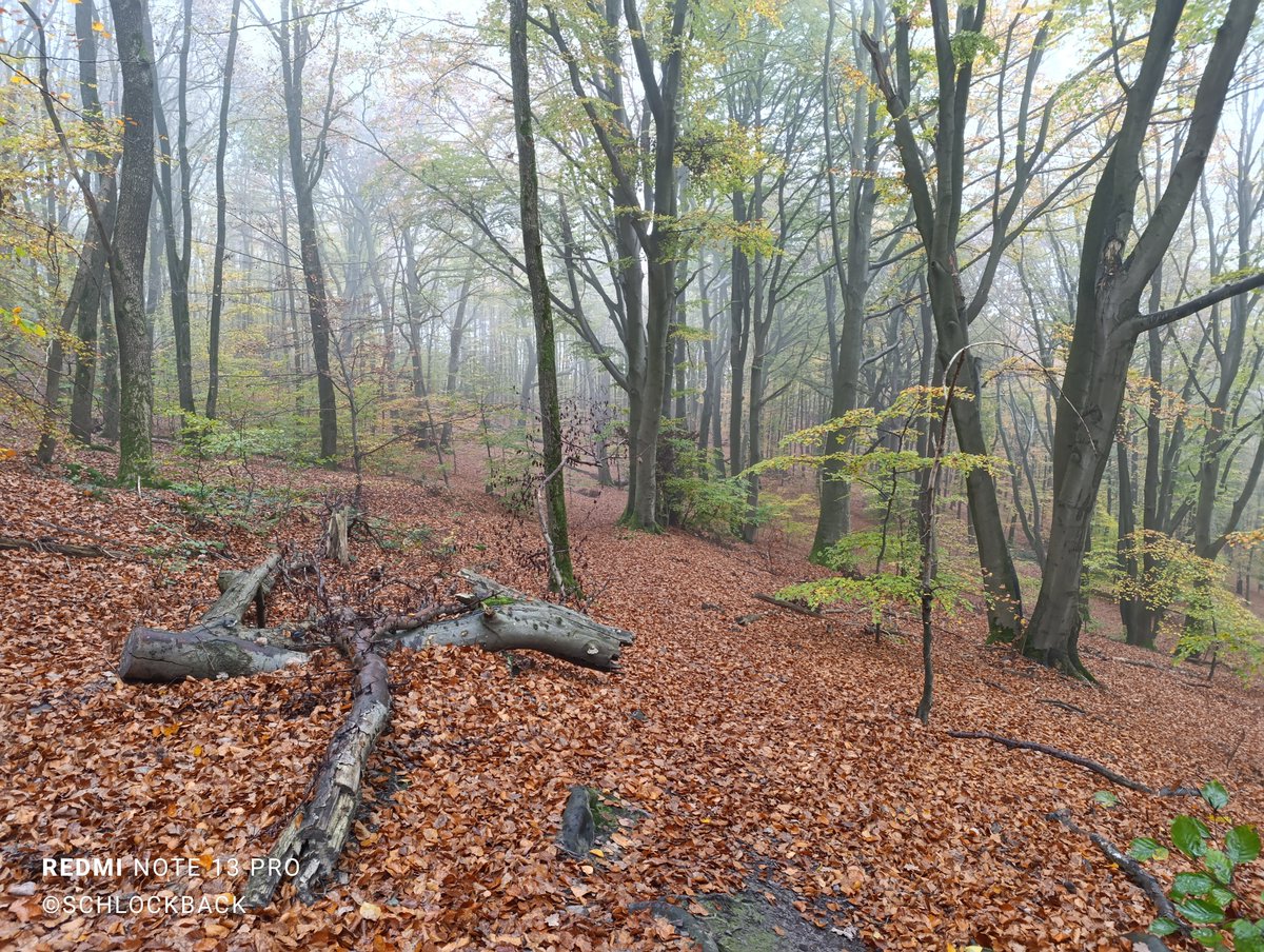 schlockback's tweet image. Schlechte Nachrichten gab es die letzten Tage mehr als genug. Umso mehr freue ich mich &quot;meinen&quot; Wald und &quot;mein&quot; Sauerland zu haben. Da hab ich Ruhe und der Rest der Welt kann mich mal 😊 Sorgt für euch. Tut euch gutes. Ihr seid es wert. #selbstfürsorge