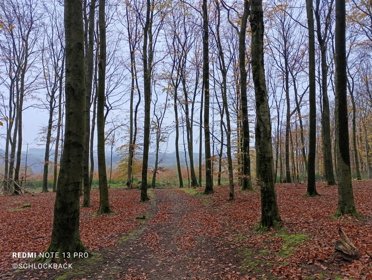 schlockback's tweet image. Schlechte Nachrichten gab es die letzten Tage mehr als genug. Umso mehr freue ich mich &quot;meinen&quot; Wald und &quot;mein&quot; Sauerland zu haben. Da hab ich Ruhe und der Rest der Welt kann mich mal 😊 Sorgt für euch. Tut euch gutes. Ihr seid es wert. #selbstfürsorge