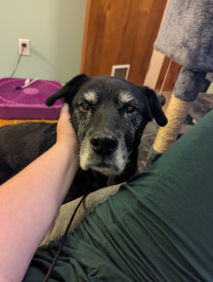 ZenBatman's tweet photo. Our baby doggo, Raiden, passed away at age 16. Between that and the surgery I have coming up in January, I don't really have it in me for writing, so I will probably only do gameplay videos until I feel up to writing again. Hug your pups for me. https://t.co/OWytifWOja