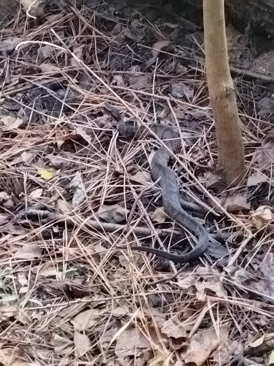 marcusswisdom's tweet image. 🥴 female Water snakes. 🎃 #reptiles #itrained