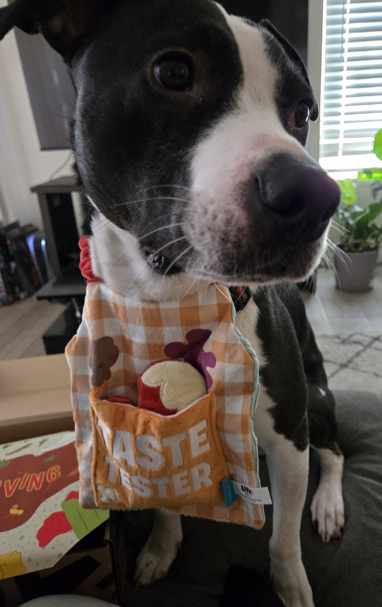 this was the only good photo I could get of teddy with his lil apron 🥺💓