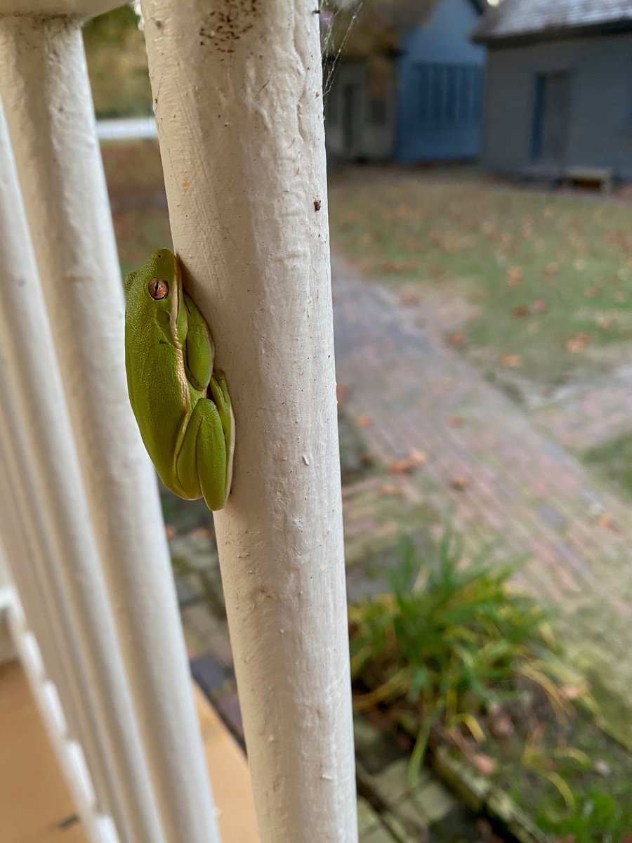 SomersetPlaceHS's tweet photo. It’s a #FrogFriday! This little guy was seen trying to tour the Collins Home.
#Frog #Tour #Froggy #NCHistoricSites #SomersetPlace
#NorthCarolina #Wildlife #Fauna #FaunaFriday #HistoryTour #NCHistory #History https://t.co/e2Olpj6W7W