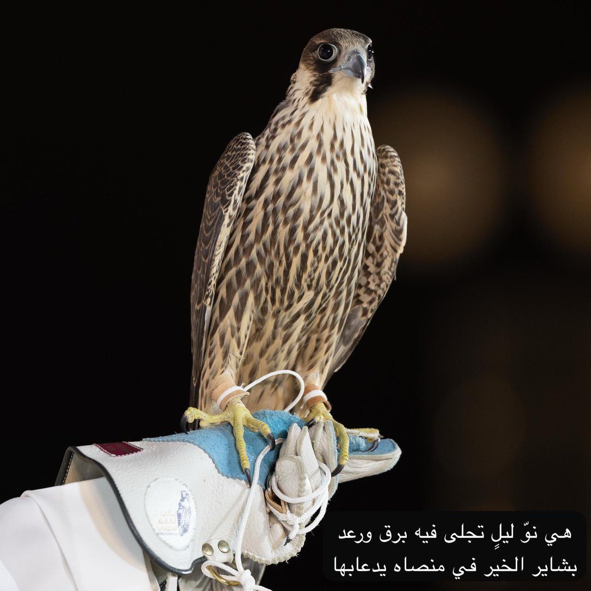 في بيتنا  فرح ادام الله افراحكم 
الف مبروك يافهد الف مبروك يامي💕

#سلطان_المطيري

هي نوى ليلٍ  تسابق  فيه برق ورعد 
 بشاير الخير في منصاه يدعابها