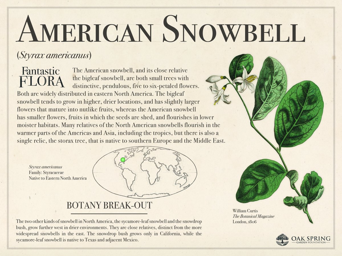 Happy #FantasticFloraFriday! It's an unseasonably warm November day, but we're highlighting a native tree whose common name comes from the flurry-like appearance of its spring blossoms.

For more awesome blossoms, visit fantasticflora.online,