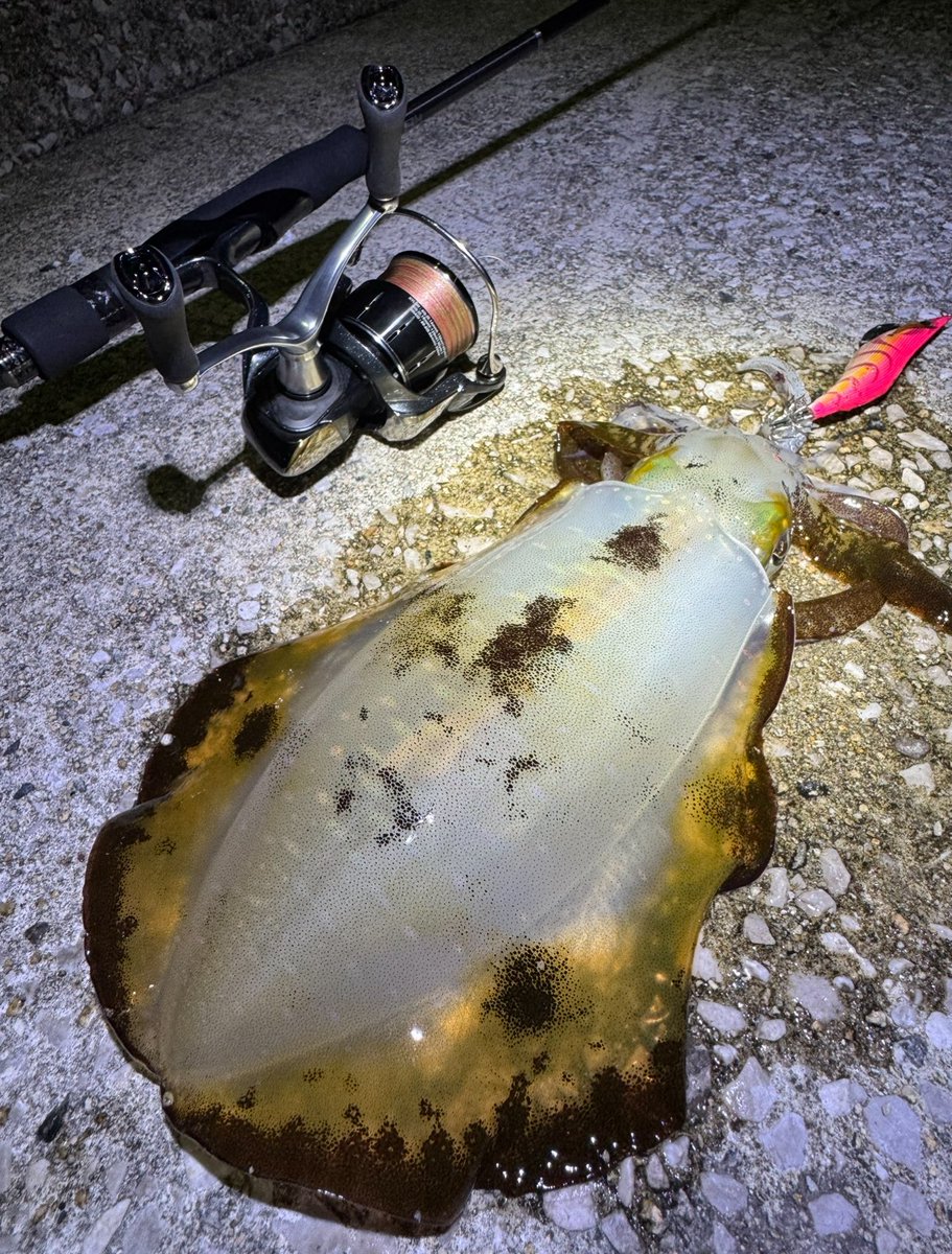 Matchan_Kitchen's tweet image. アオリイカさんお久しぶりです🦑