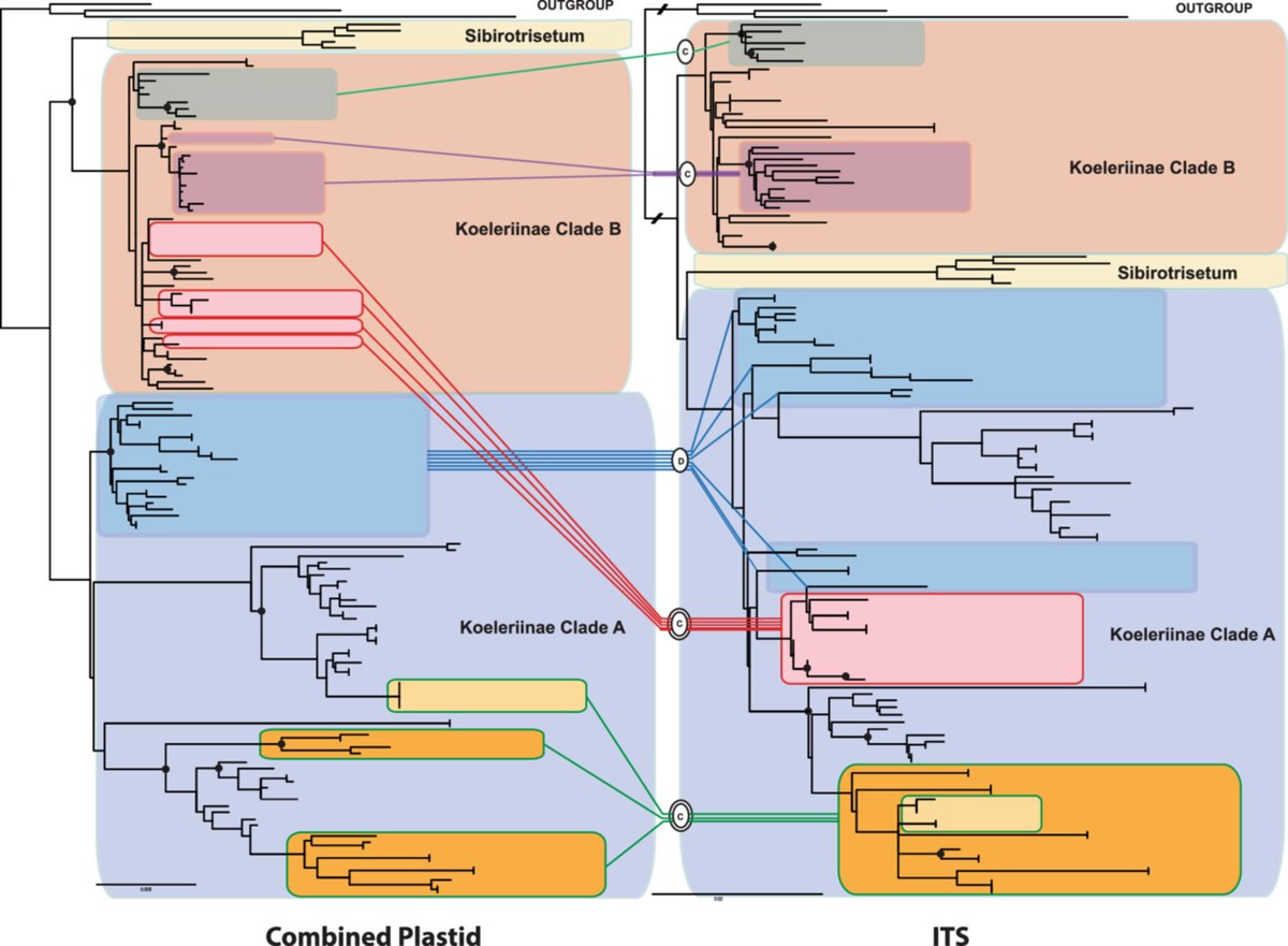 JournalSysEvo's tweet photo. Are #grasses your thing? 
How about #phylogenetics and #reticulation among koelerioid clades?
If you answered🤩to any of these, then today is your lucky day! Read part 1 of a new study from Barberá et al. in #JSE!
https://t.co/rqb4pbtiyX @WileyEcolEvol #PlantSci #evolution https://t.co/m3wU2IJ1wB