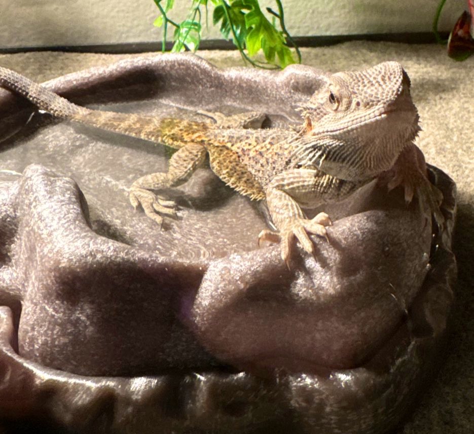 DeeFromSD's tweet photo. Look at my baby when himz was a baby with himz little baby face 😫😫😫
How can anyone say himz not cute?
He looks just like me 😂😂😂
#beardeddragons #Gordon #Himz https://t.co/2KqycJxrMu