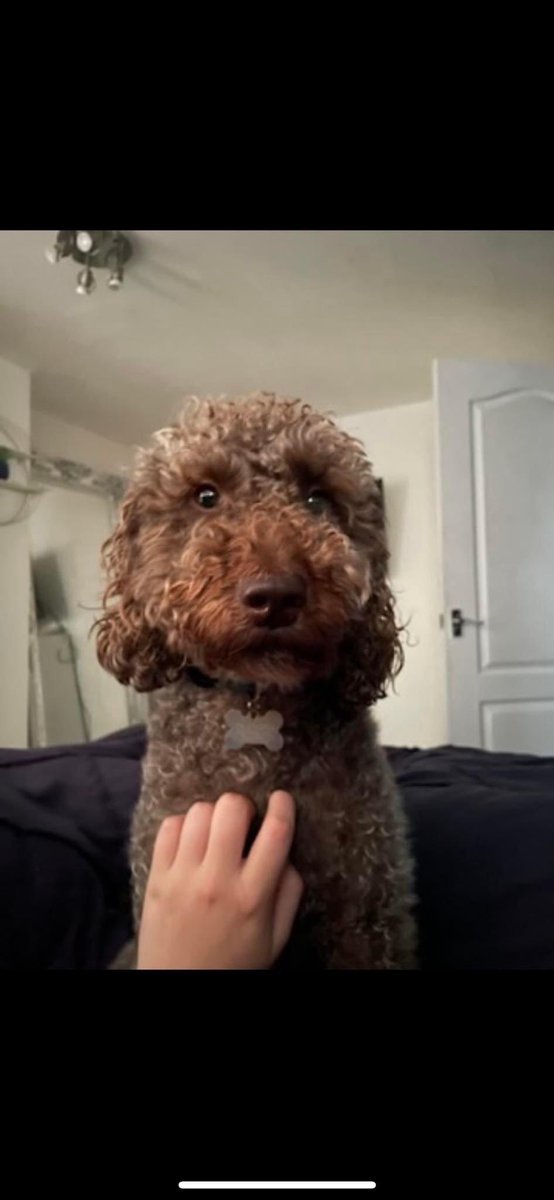 rosiedoc666's tweet image. FRANKIE MISSING #SPOOKED BY #FIREWORKS 🧨WITH #DOGWALKER #CONSETT #COUNTYDURHAM 

“My dog has gone missing this afternoon 8/11/24 Pls could every1 RT this post. 07455828922” TY 😓

@mattfromconsett @ConsettAFC @ConsettNetGroup @durhamhour @LindaK89229939 @JacquiSaid @RachaelB100