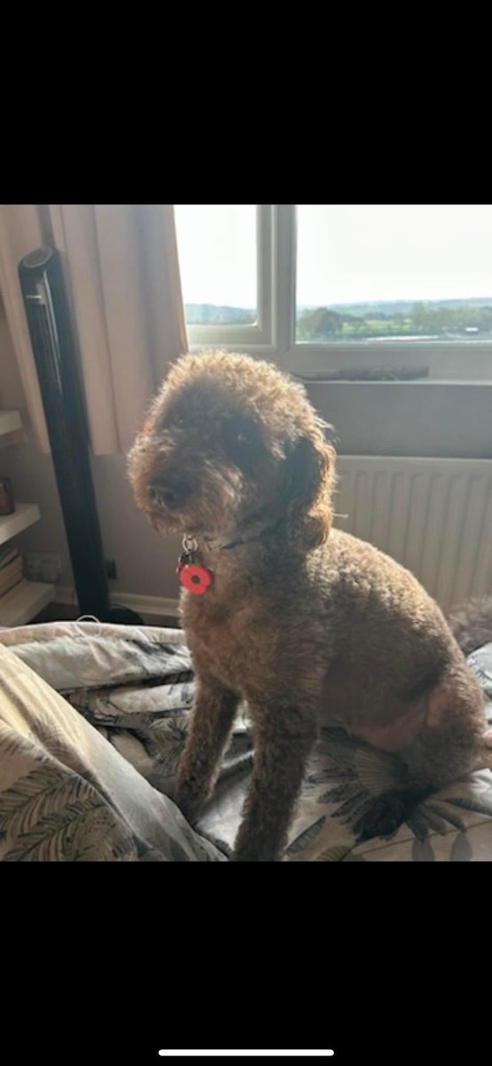 rosiedoc666's tweet image. FRANKIE MISSING #SPOOKED BY #FIREWORKS 🧨WITH #DOGWALKER #CONSETT #COUNTYDURHAM 

“My dog has gone missing this afternoon 8/11/24 Pls could every1 RT this post. 07455828922” TY 😓

@mattfromconsett @ConsettAFC @ConsettNetGroup @durhamhour @LindaK89229939 @JacquiSaid @RachaelB100