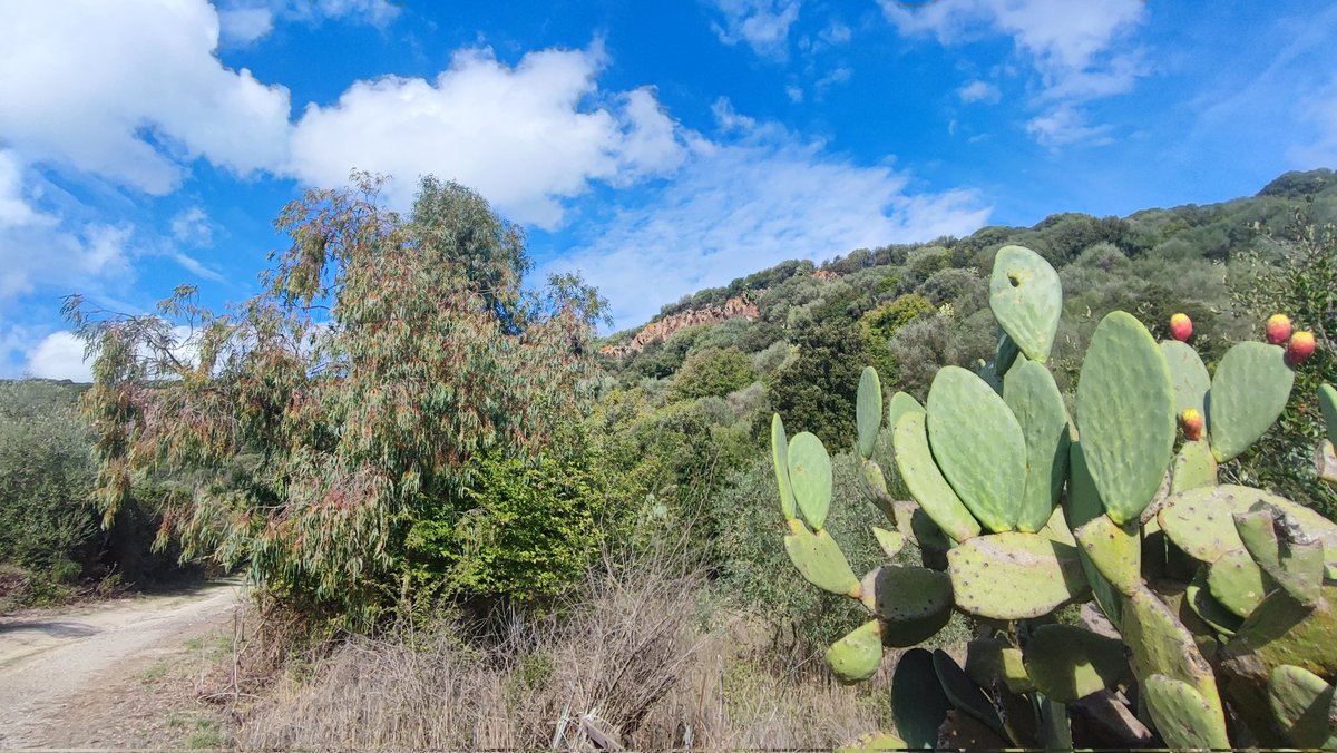 SardegnSentieri's tweet photo. Anche #DUALCHI e il suo altopiano boscoso, meraviglia poco nota, entreranno nella #RES grazie al finanziamento del GAL Marghine.
Oggi sopralluogo dei tecnici di Forestas sui circa 30 km che abbracciano le vallate del Rio Murtazzolu (Frumeneddu) affluente del #Tirso. https://t.co/FKeGw6ERfy