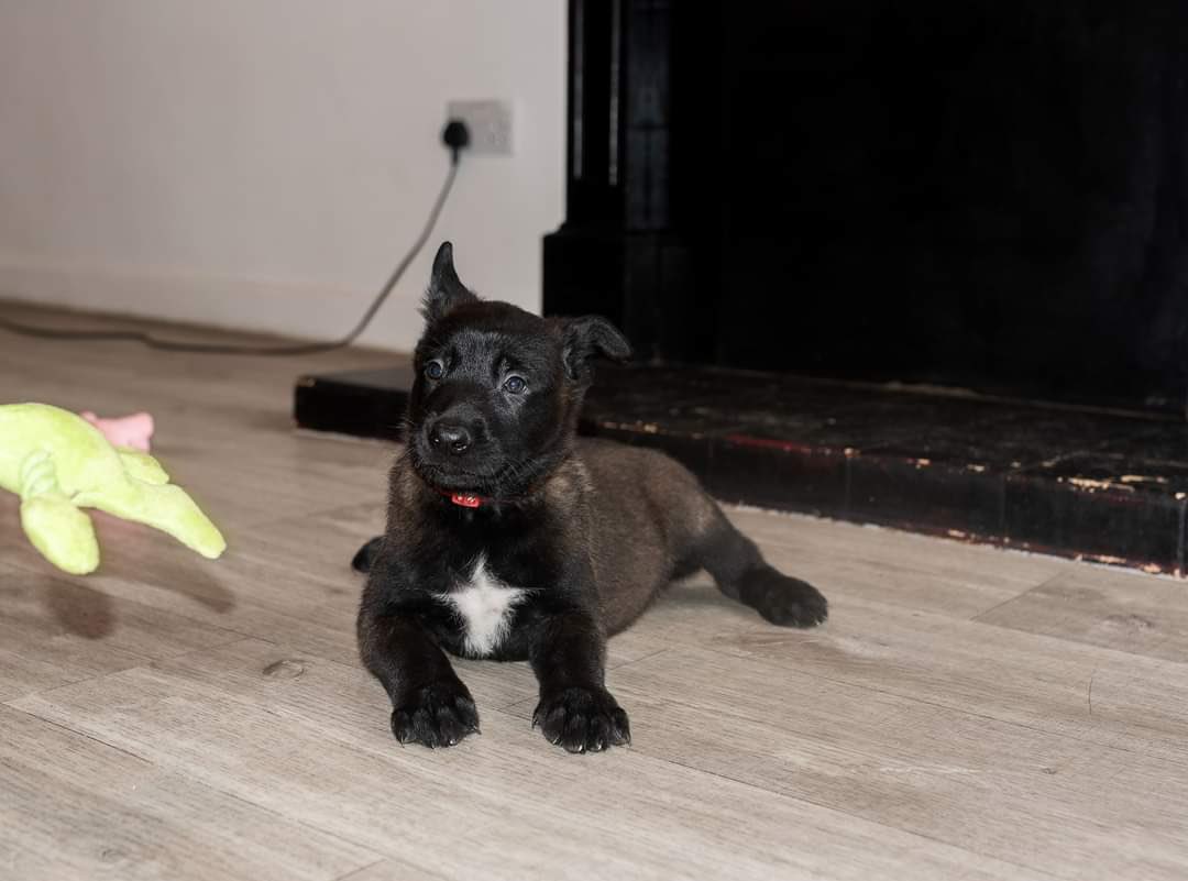 Anyways.

Here is my new addition to the family to lighten the timeline.