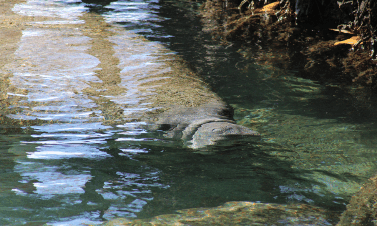 NatureCoaster.com tweet media