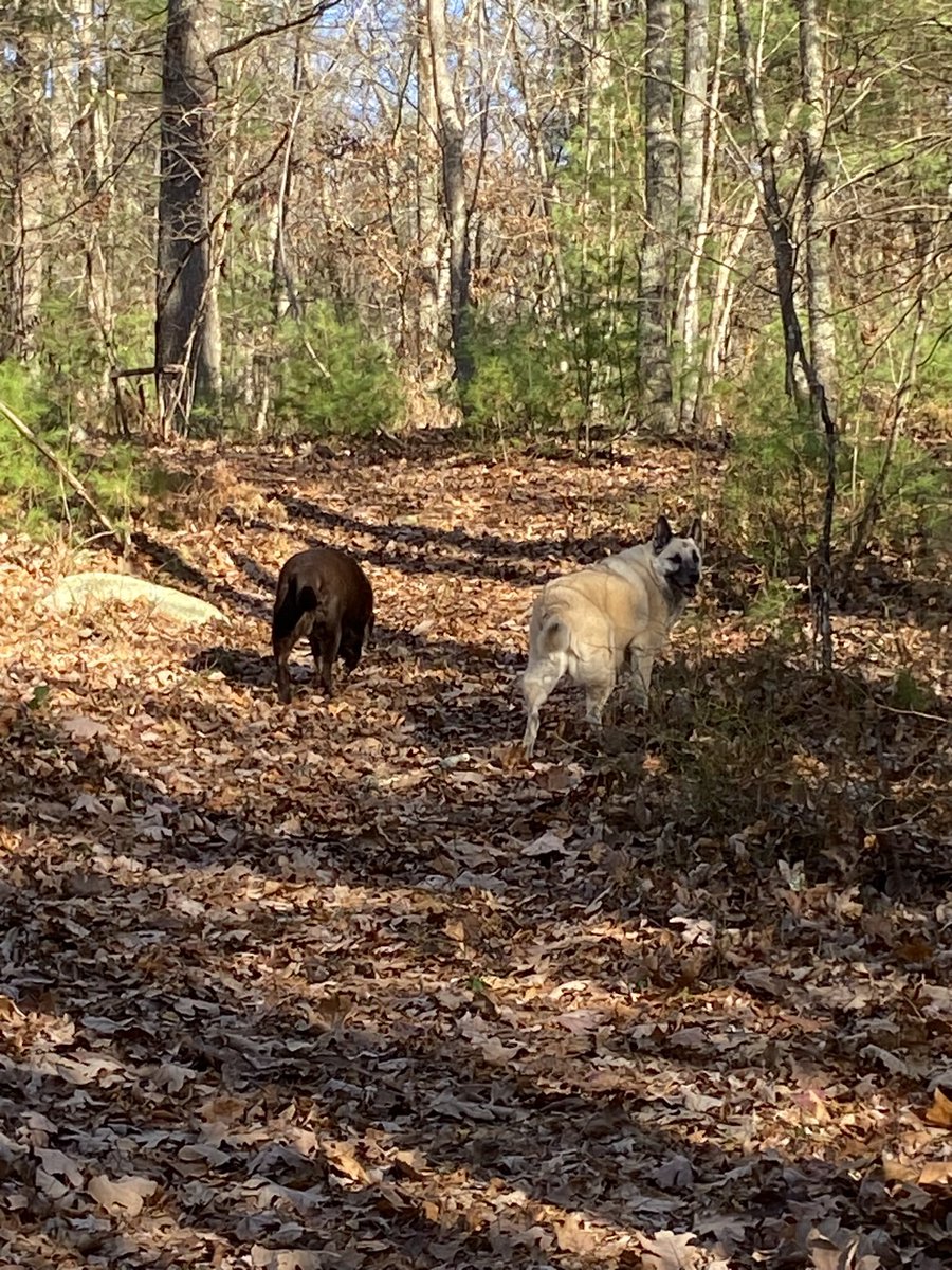 DJ🇺🇸 America 🇺🇸♥️🤍💙Rescue Mom🐾 tweet media