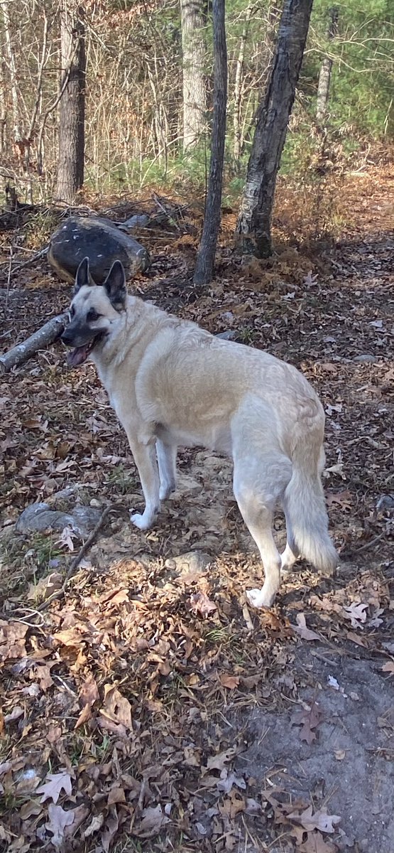 DJ🇺🇸 America 🇺🇸♥️🤍💙Rescue Mom🐾 tweet media