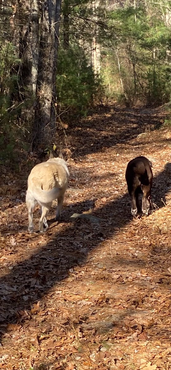 DJ🇺🇸 America 🇺🇸♥️🤍💙Rescue Mom🐾 tweet media