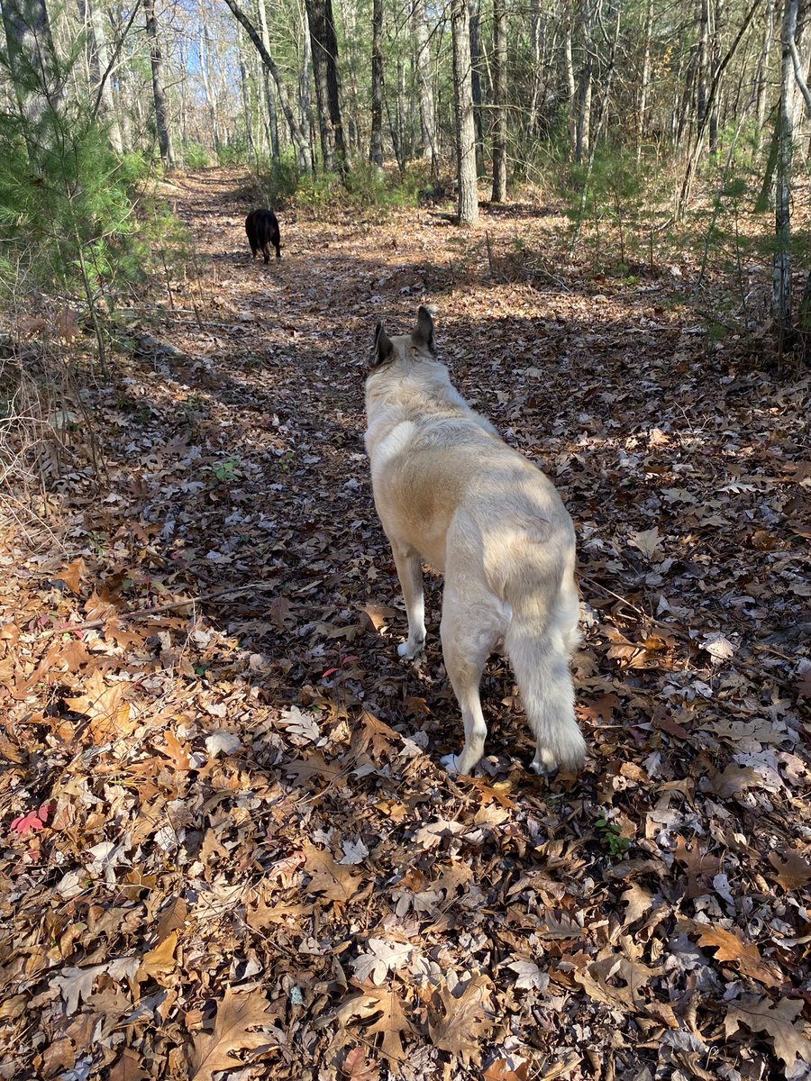 DJ🇺🇸 America 🇺🇸♥️🤍💙Rescue Mom🐾 tweet media