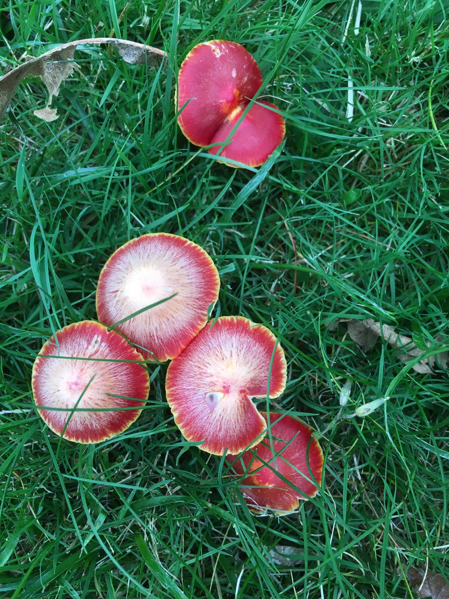 Tim Osborne tweet media