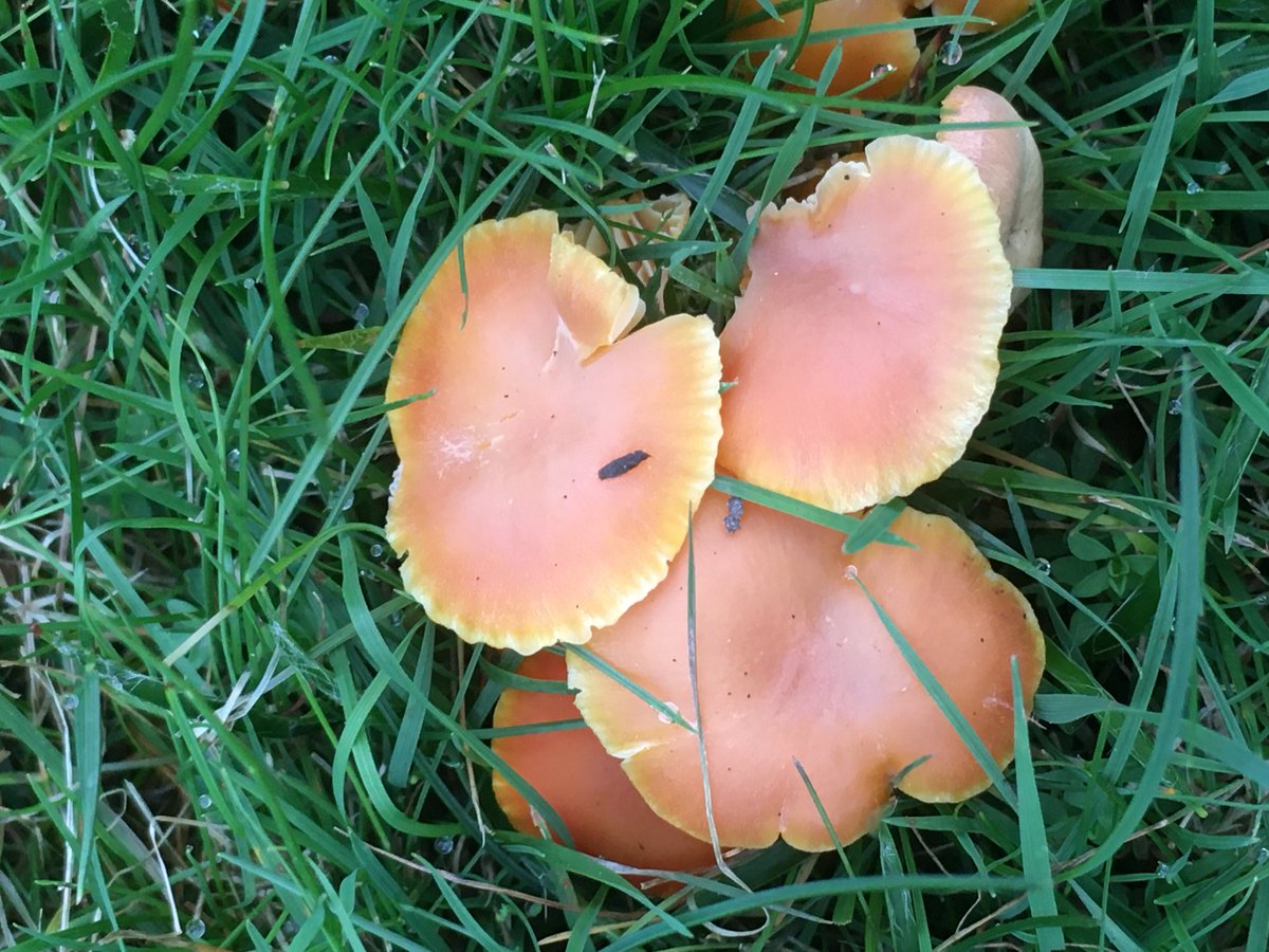 Tim Osborne tweet media