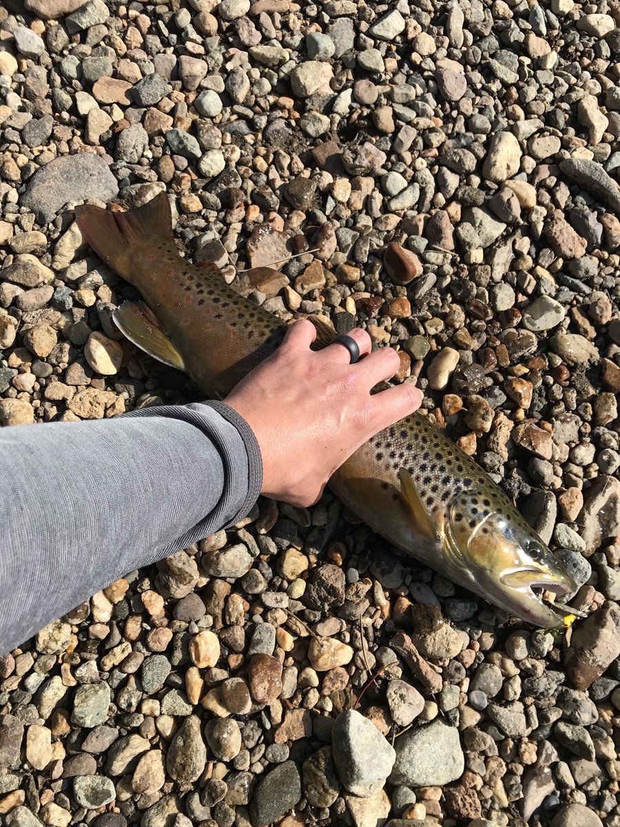 Jusebs12's tweet photo. Catch of the Fall! #itsapig #gonefishing #fishing #rockymountainnationalpark https://t.co/8T1TMOOjFp