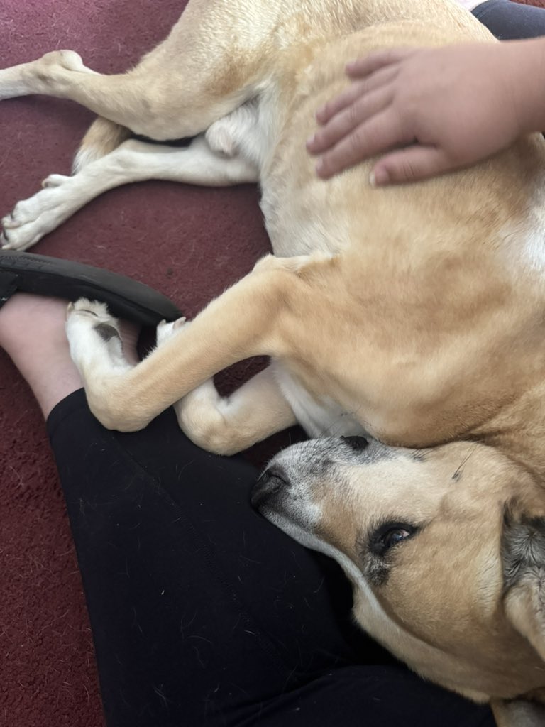 AyakoSato_'s tweet image. Please. Anyone help me save my dog. If we can do this he can come back from this. Just please anything helps please. 

He is my world. Please!

gofundme.com/f/h42pwy-help-…

#GoFundMe #gofundmehelp