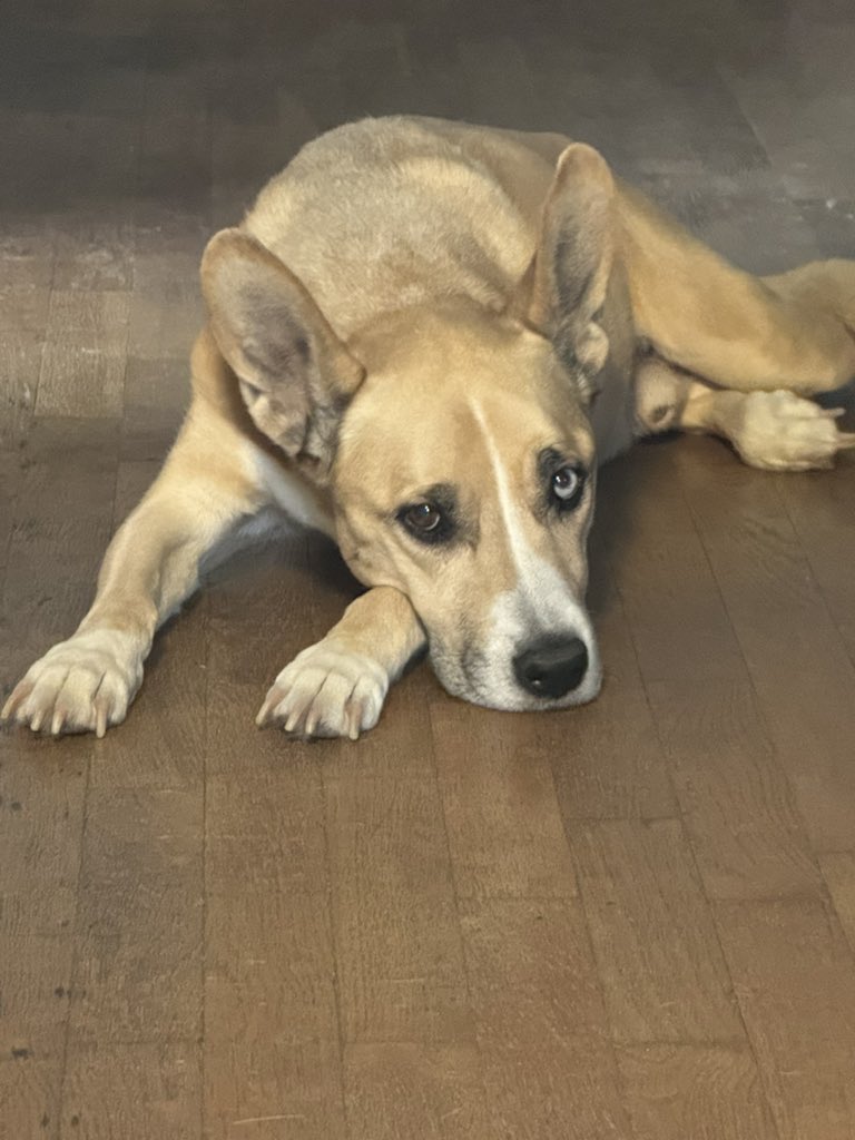 AyakoSato_'s tweet image. Please. Anyone help me save my dog. If we can do this he can come back from this. Just please anything helps please. 

He is my world. Please!

gofundme.com/f/h42pwy-help-…

#GoFundMe #gofundmehelp