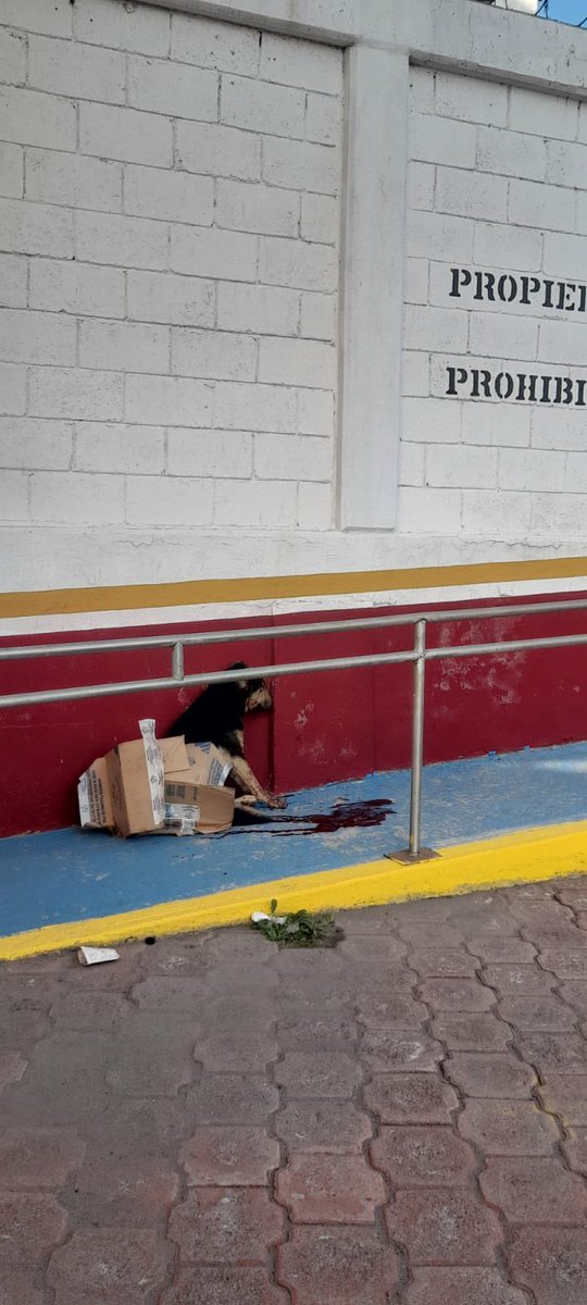 Nos mandan este caso de este perrito atropellado que NADIE HA AYUDADO. 💔
De verdad estamos saturadas en todos los sentidos y necesitamos de su apoyo. 🙏
Él se encuentra en Ecatepec (Si otra vez en el Estado de México 😡). YA vamos por él.